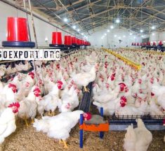 Perusahaan Besar Peternak Ayam diharapkan Berpartisipasi di Pasar Ekspor