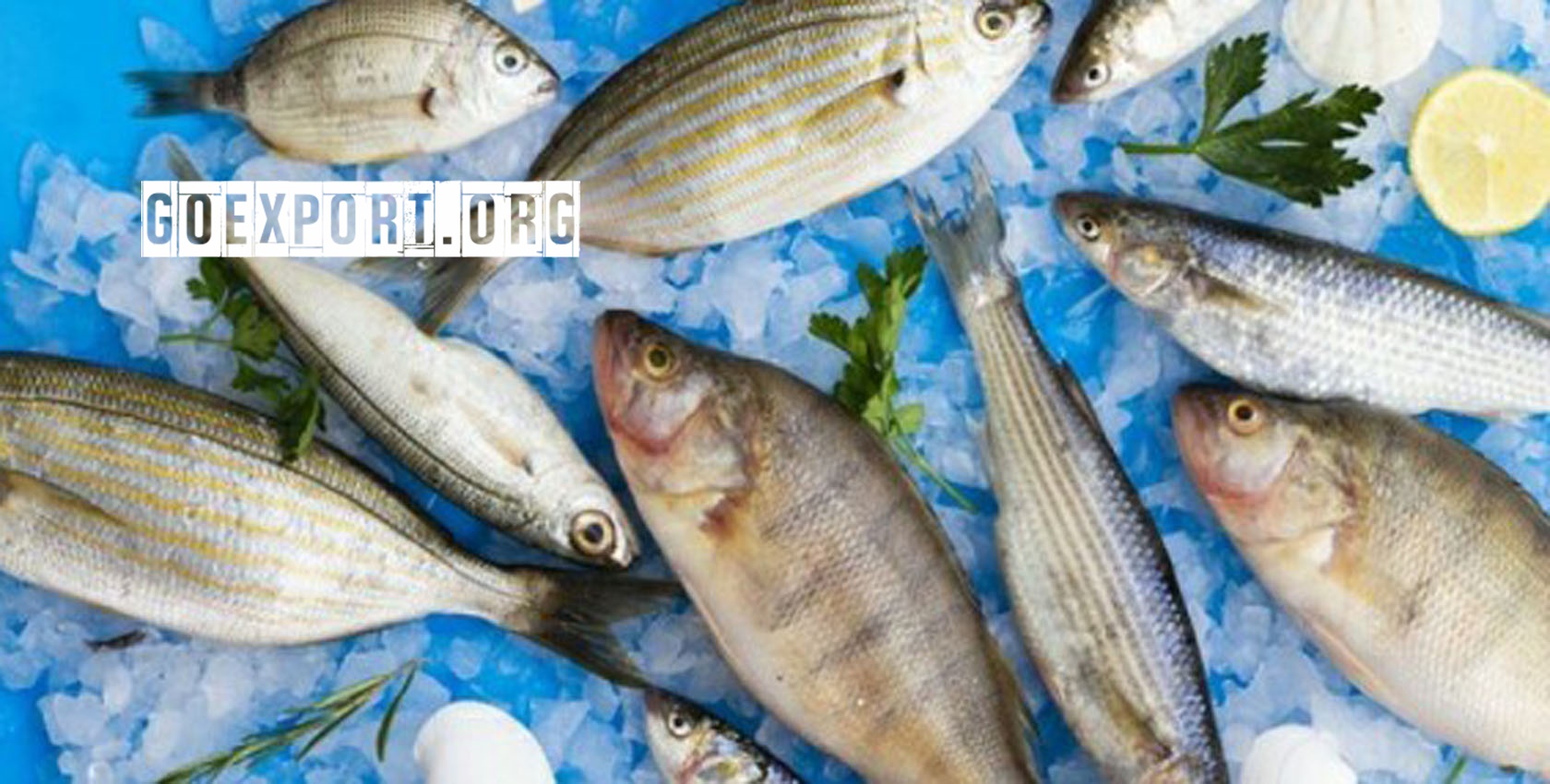 Kabar Baik Nilai Ekspor Ikan  RI Naik hingga 73T 